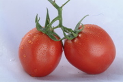 STRIPED AND YELLOW TOMATOES